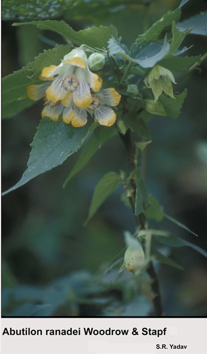 Abutilon ranadei Woodrow & Stapf copy